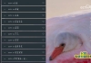 米兔影视v4.6.3 4K源  七星电视TV版v250606